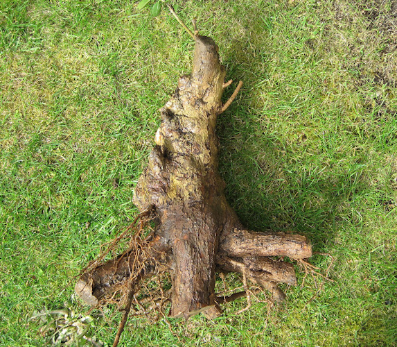 Privet Bonsai Styling